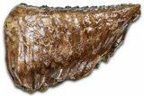 Fossil Woolly Mammoth Lower M Molar - Poland #370338-1
